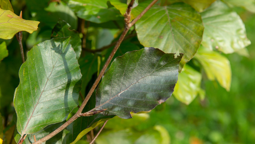 Fagus sylvatica 'Dawyck Purple' листья