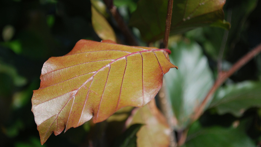 Fagus sylvatica 'Dawyck Purple' листья