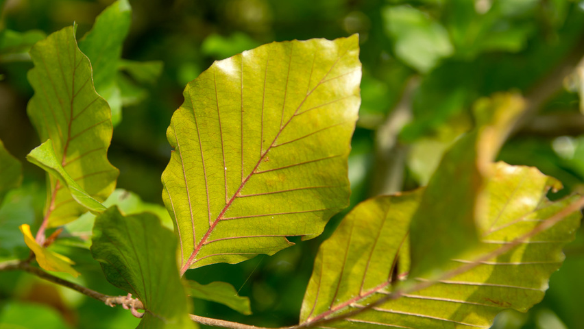 Fagus sylvatica 'Dawyck Purple' листья