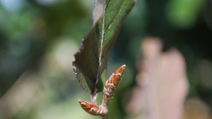 Fagus sylvatica 'Dawyck Purple' листья