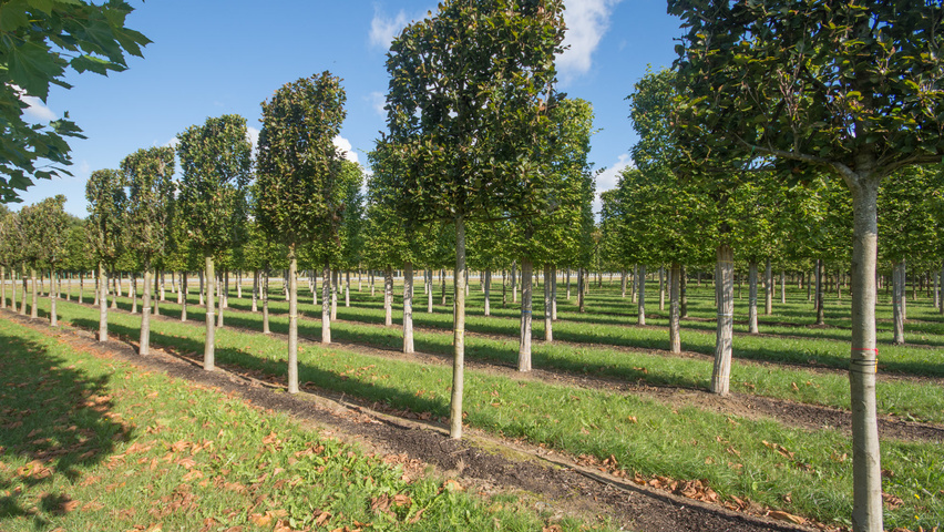 Fagus sylvatica 'Dawyck Purple' экран