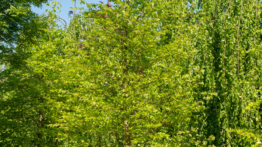 Fagus sylvatica feathered