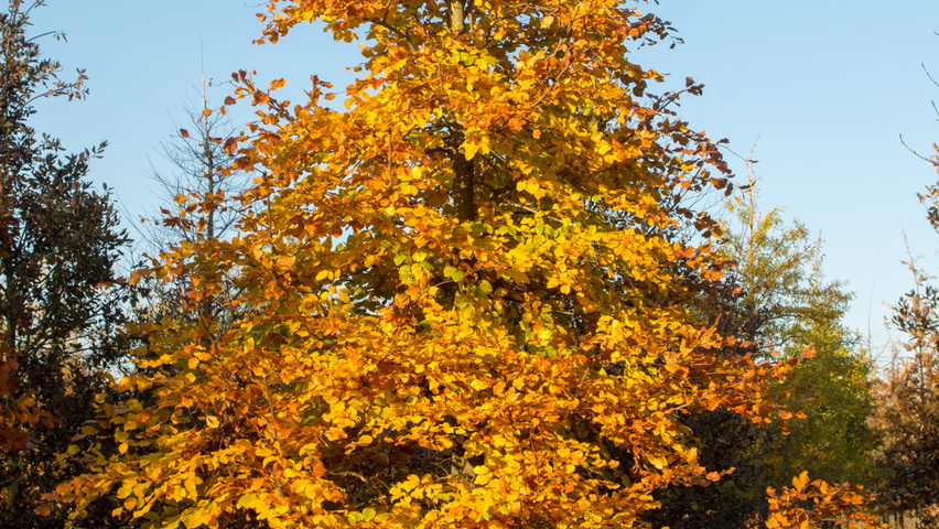 Fagus sylvatica feathered
