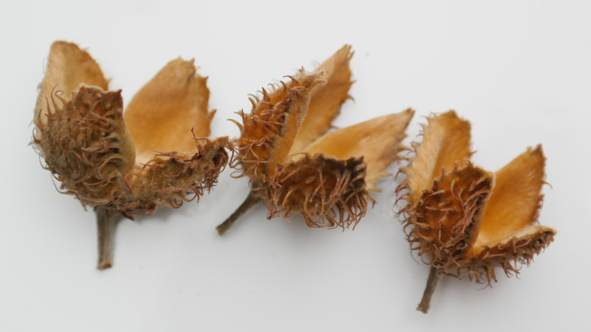 Fagus sylvatica fruits