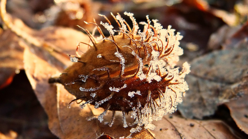 Fagus sylvatica fruits