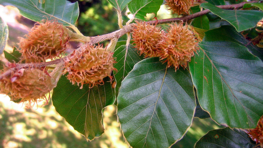 Fagus sylvatica fruits