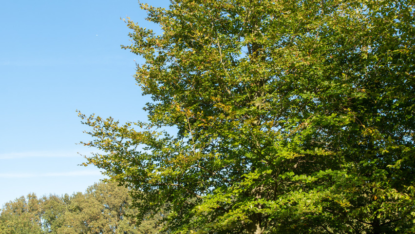 Fagus sylvatica standard tree