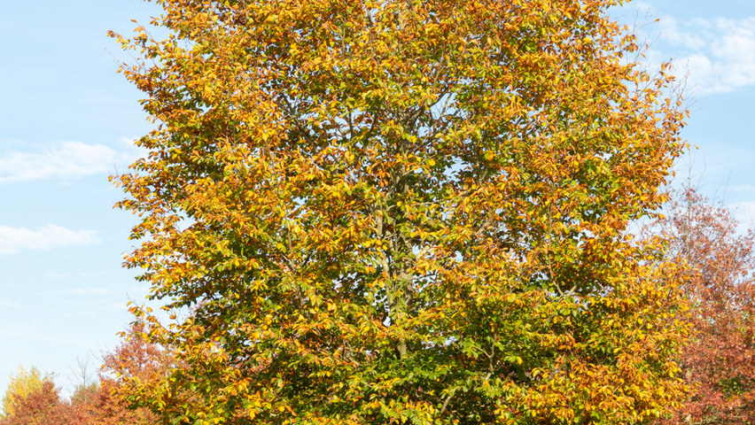 Fagus sylvatica standard tree