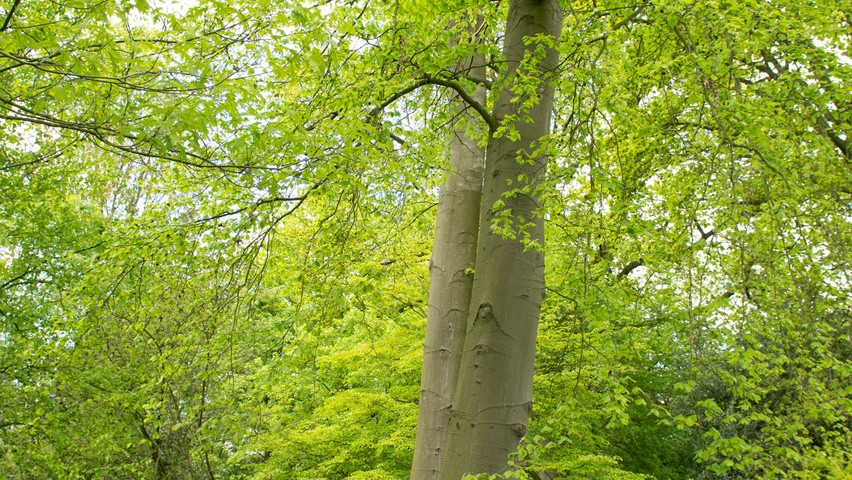 Fagus sylvatica standard tree