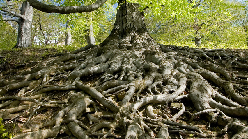 Fagus sylvatica standard tree