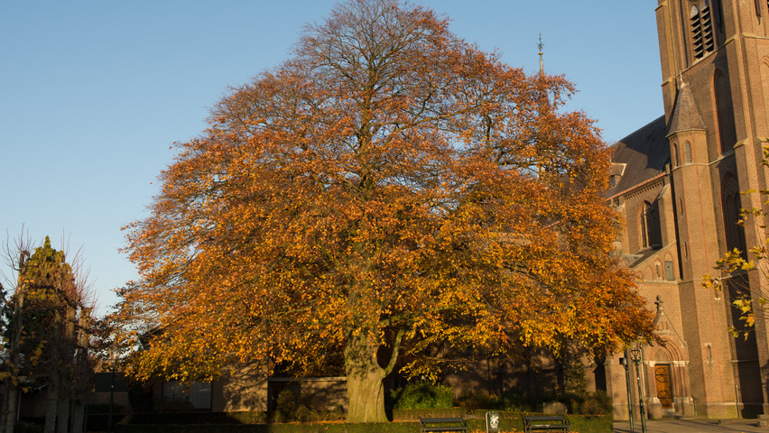 Fagus sylvatica standard tree