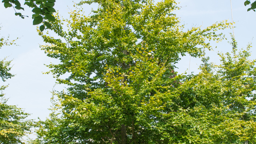 Fagus sylvatica standard tree