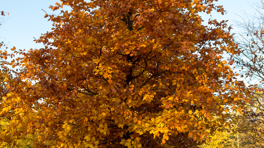 Fagus sylvatica standard tree