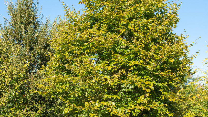 Fagus sylvatica standard tree