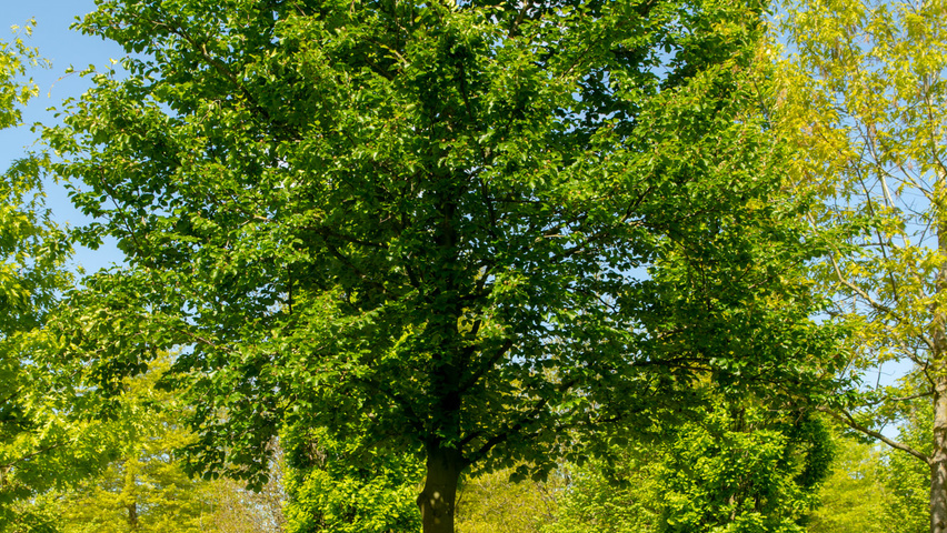 Fagus sylvatica standard tree