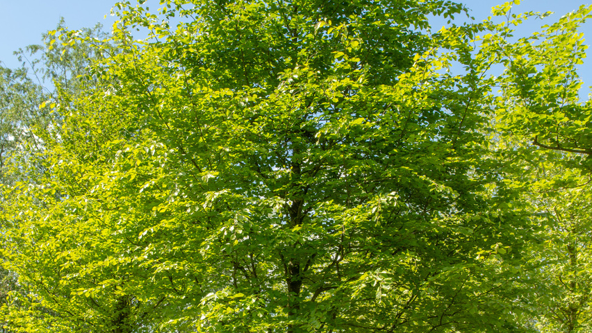 Fagus sylvatica standard tree
