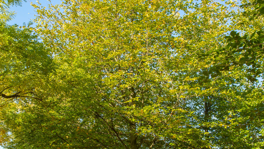 Fagus sylvatica standard tree