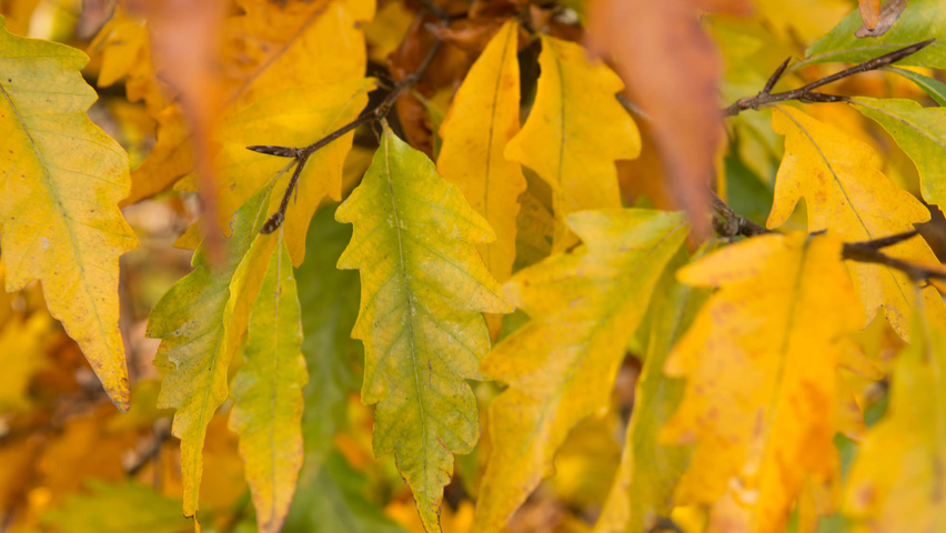 Fagus sylvatica 'Laciniata' осенняя  листьев