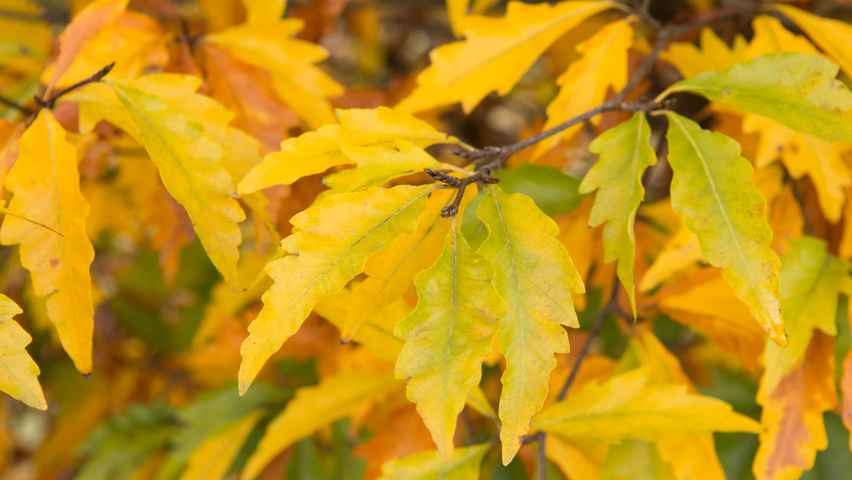 Fagus sylvatica 'Laciniata' осенняя  листьев