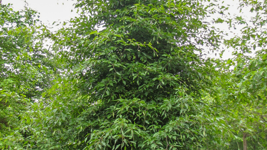 Fagus sylvatica 'Laciniata' Деревья с центральным стволом и ветвями от земли