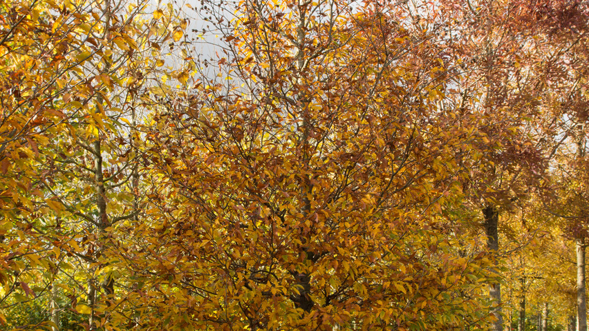 Fagus sylvatica 'Laciniata' Деревья с центральным стволом и ветвями от земли