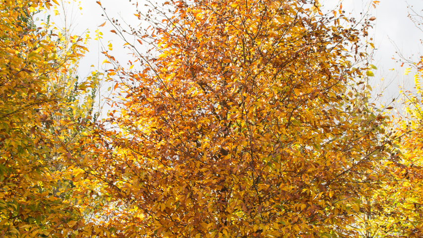 Fagus sylvatica 'Laciniata' Деревья с центральным стволом и ветвями от земли