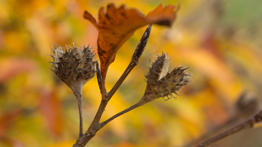 Fagus sylvatica 'Laciniata' плоды