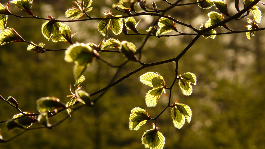 Fagus sylvatica leaves