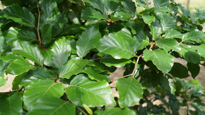 Fagus sylvatica leaves