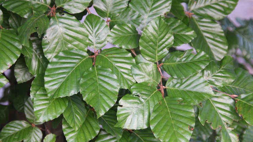 Fagus sylvatica leaves