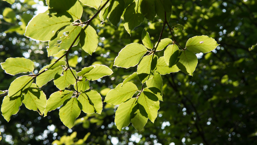 Fagus sylvatica leaves