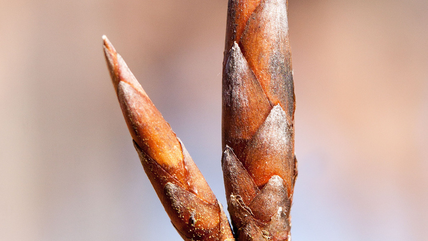 Fagus sylvatica leaves