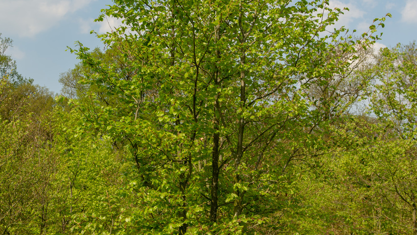 Fagus sylvatica multi-stem