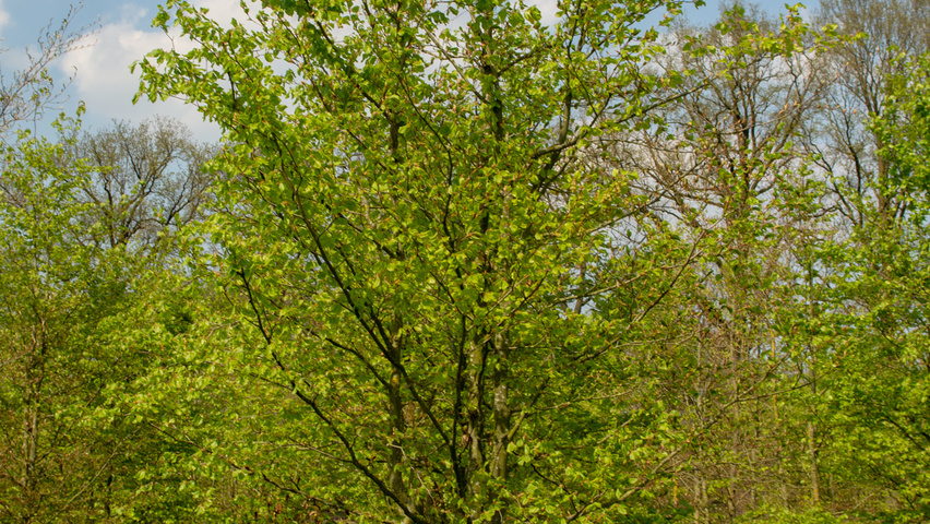 Fagus sylvatica multi-stem