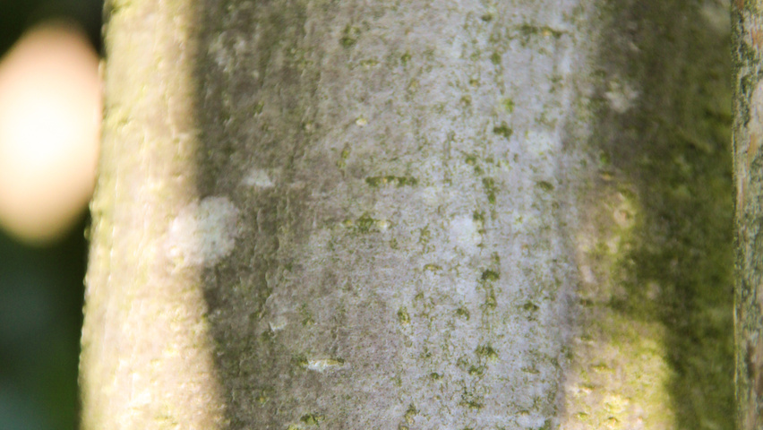 Fagus sylvatica 'Pendula' kora