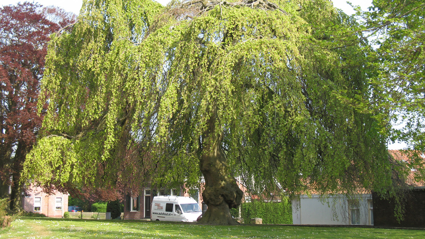 Fagus sylvatica 'Pendula' chatakterystyczne