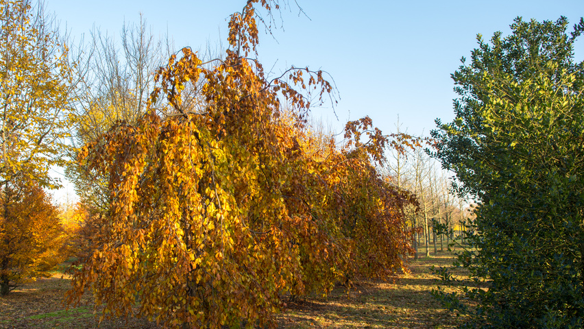 Fagus sylvatica 'Pendula' chatakterystyczne