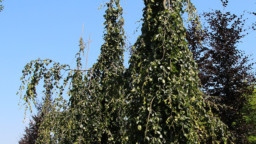 Fagus sylvatica 'Pendula' pokrój naturalny