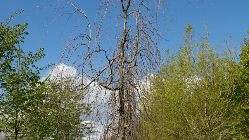 Fagus sylvatica 'Pendula' pokrój naturalny