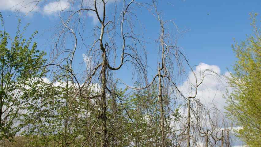 Fagus sylvatica 'Pendula' pokrój naturalny
