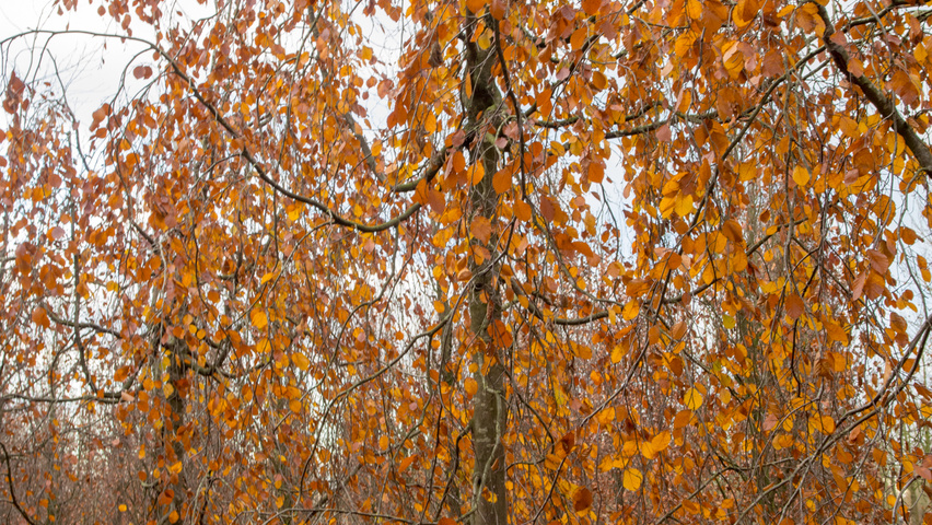 Fagus sylvatica 'Pendula' pokrój naturalny