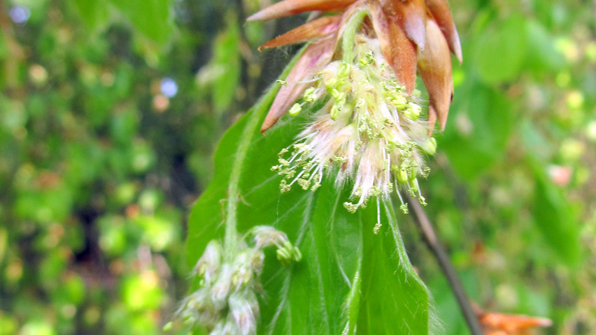 Fagus sylvatica 'Pendula' kwiaty