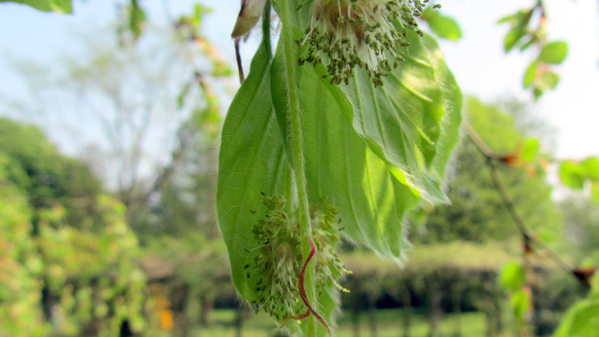 Fagus sylvatica 'Pendula' kwiaty