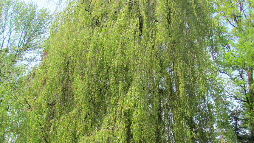 Fagus sylvatica 'Pendula' pienne