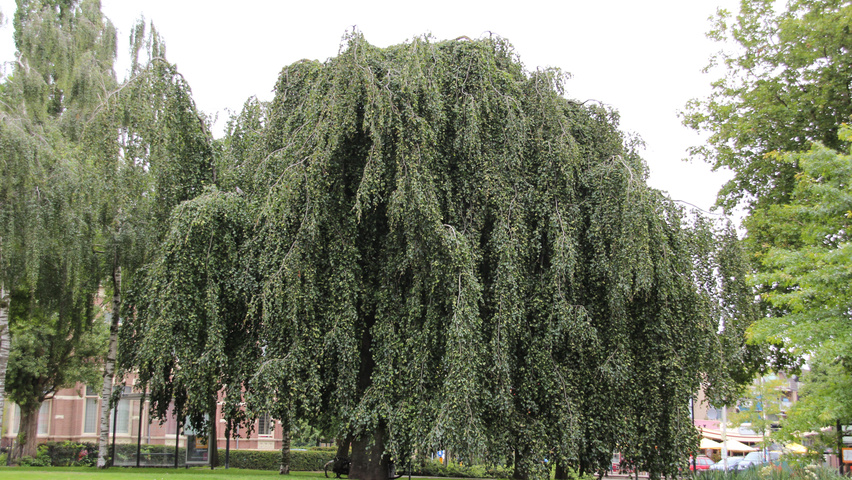 Fagus sylvatica 'Pendula' pienne