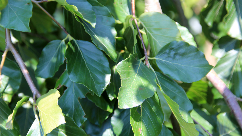 Fagus sylvatica 'Pendula' liście