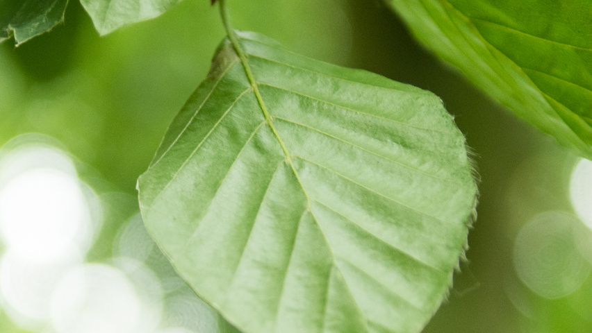 Fagus sylvatica 'Pendula' liście
