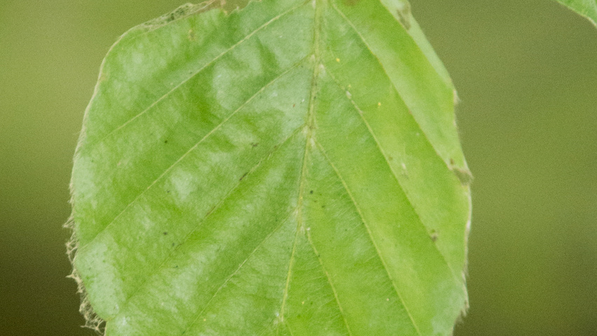 Fagus sylvatica 'Pendula' liście