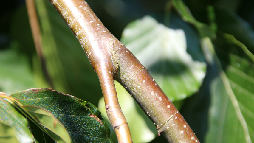 Fagus sylvatica 'Pendula' pędy