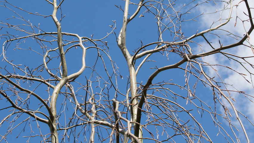 Fagus sylvatica 'Pendula' pędy